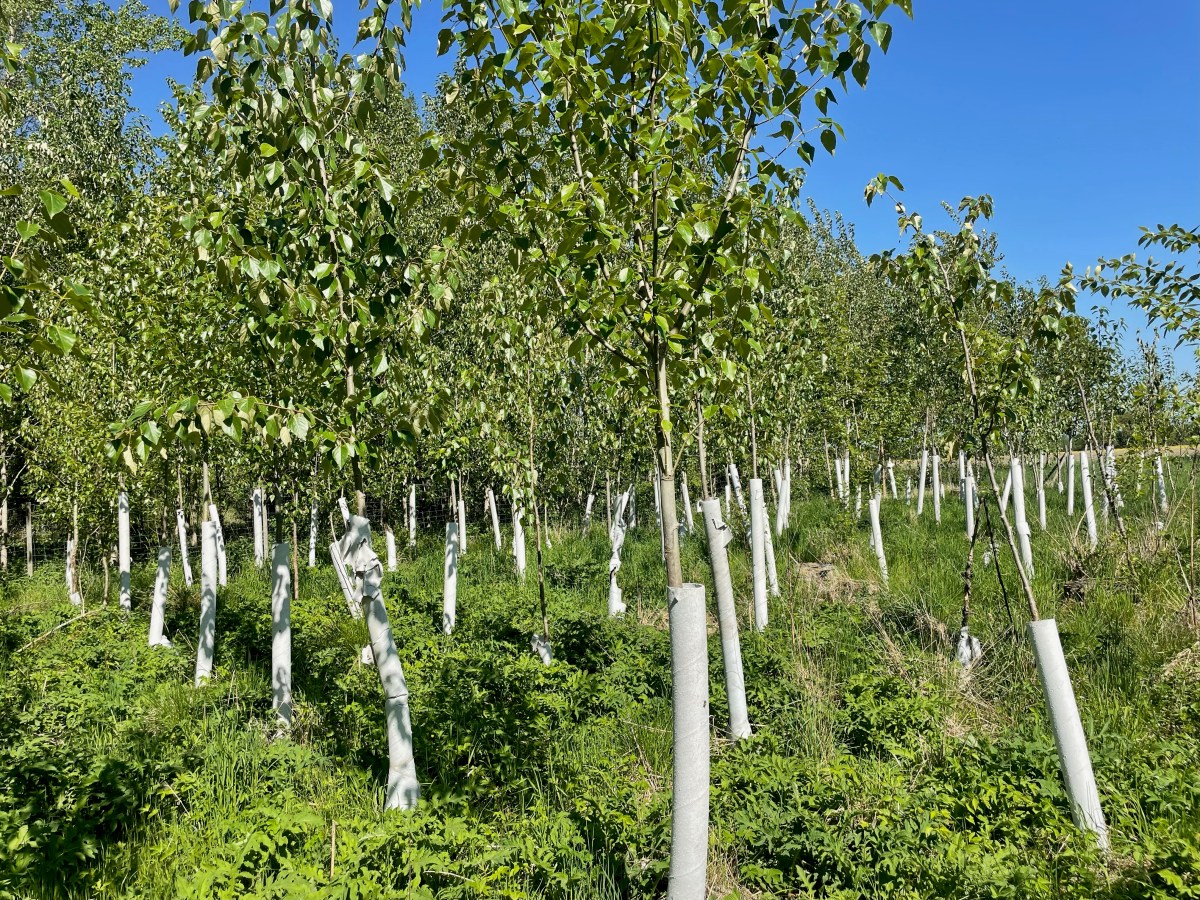 Leachate treatment with&nbsp;Poplar